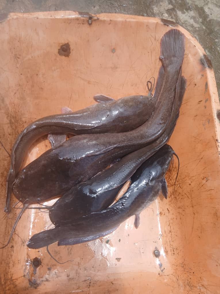 Omega farm team with a giant catfish at the ponds