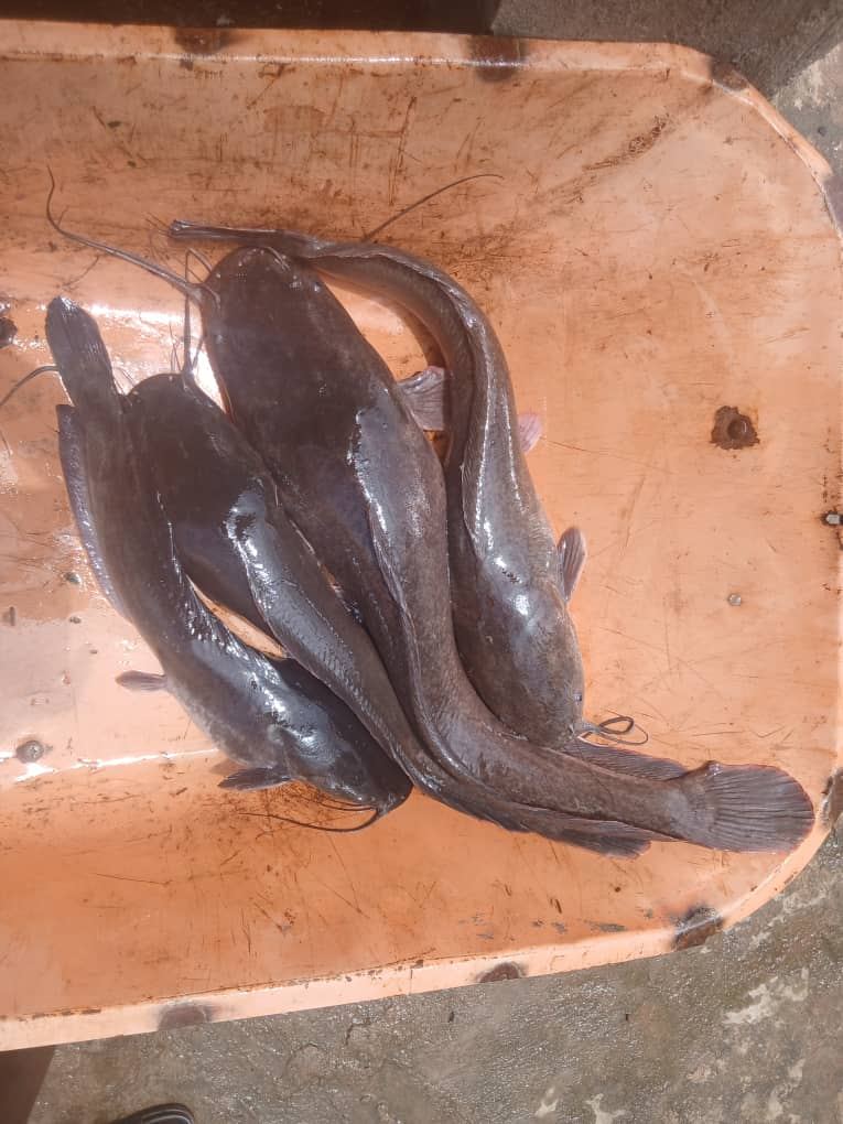 Catfish harvest at Omega farm
