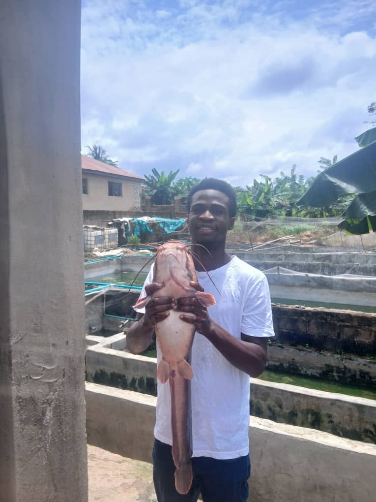 Catfish harvest